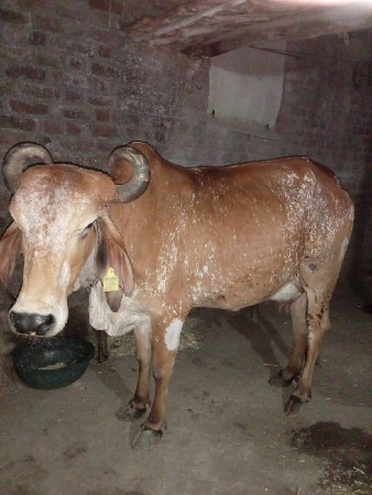 ગાય વેચવાની છે