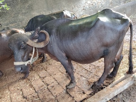 ભેંસ બેસવાની સે