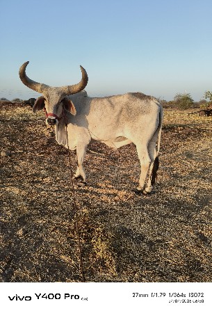બળદ વેચવાના છે