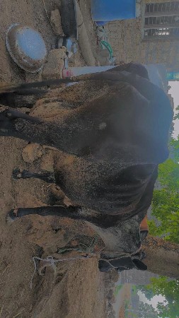 HF ક્રોસ