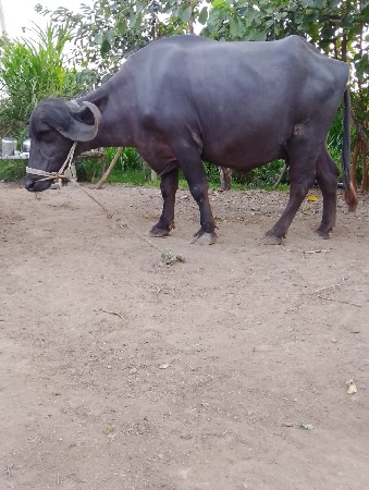Jafri
