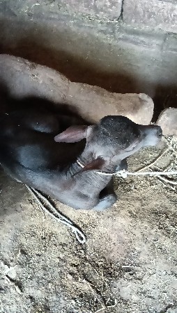 ભેંશ વેચવાની છે