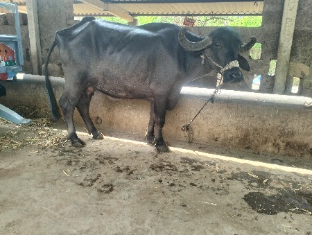 ખળેલી વેચવાની છે