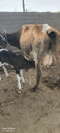 જર્સી