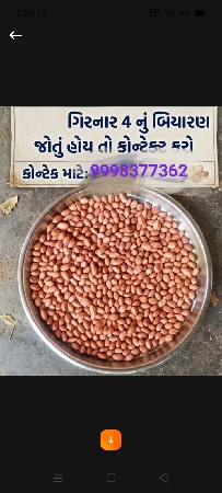 ગીરનાર 4. બિયારણ વેચવાનુ છે.