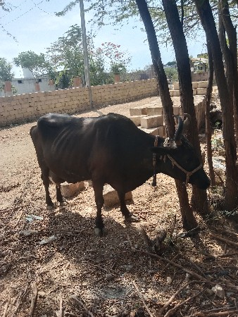 ગાય વેચવાની છે