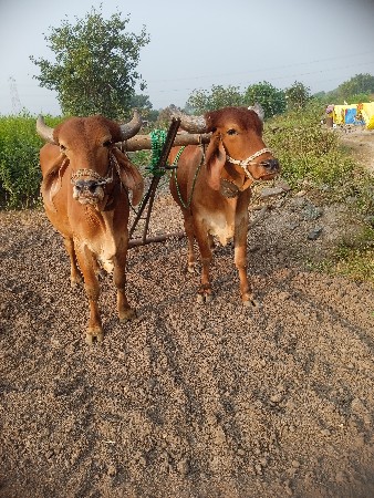 બળદ