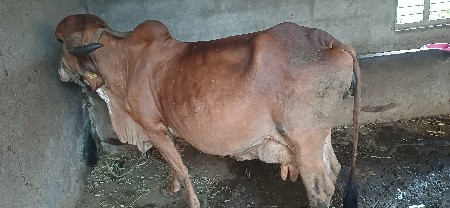 ગાય વેચવાની છે 
ગીર ગાય છે