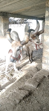 ful jbabdari