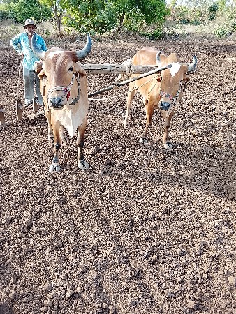 godhala vesvana se