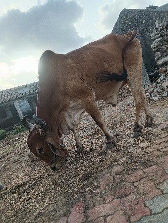 બણદ 3 ઘરના ફૂલ જવાબ દારી