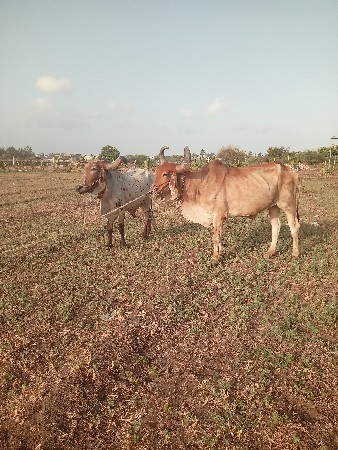 બળદ વેચવાના છે