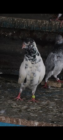 કબૂતર