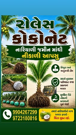 થડ માંથી નારિયેડી નિકાળી આપસુ