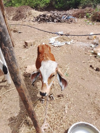 ગાય વેચવાની છે