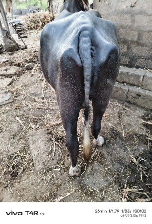 વેચવાની છે