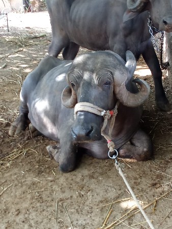 ભેંસ વેચવાની છે