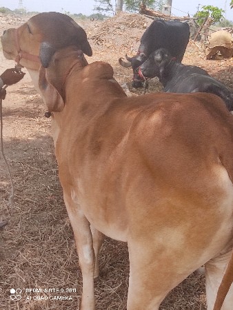 ગયા વેચવાની છે