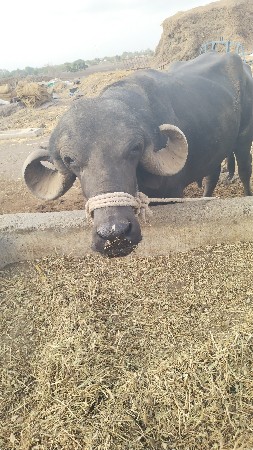 પાડો વેચવાનો છે