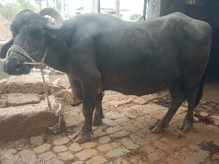 ભેંસ વેચવા ની છે