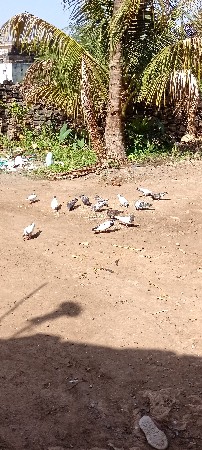 કબુતર.દેવાના.ચે