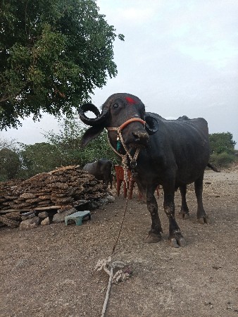 ભેંસ વેચવાની છે
