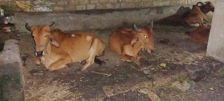 બીજી ધરના ગોઢલા વેચવાના છે