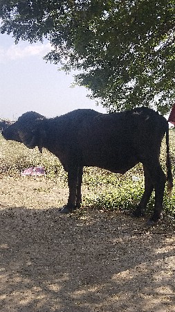 પાડો વેચવાનો છે
