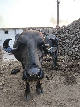 એક ખડે વેચવાની છે
