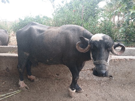 ભેંસ વેચવાની છે