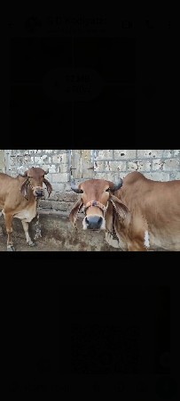 2 gir HODAKI  vesvani se