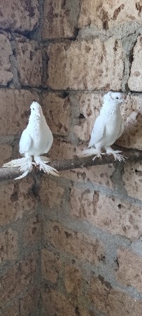 કબુતર વેચવાના છે