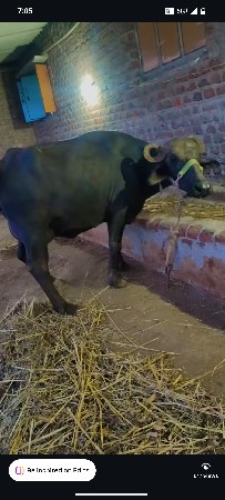 ભેંસ વેચવાની છે
