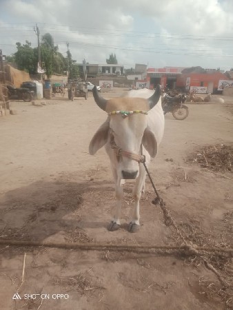 શિવ શહેર