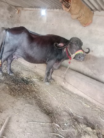 ભેંશ વેચવાની છે 3 જુ વેતર