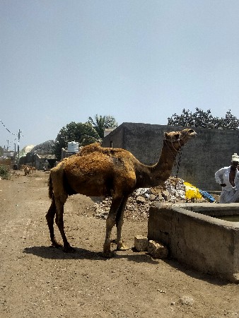 ઉંટ વેચવાનો છે