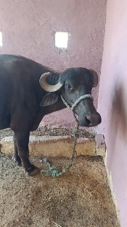 વેચવાની છે