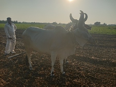 બળદ વેચવાના છે