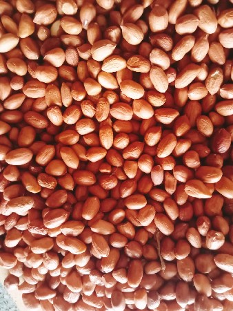 37 નંબર માંડવા નુ‌ બિયારણ