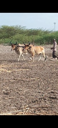 આ ગોંધલા વેચવાના છે