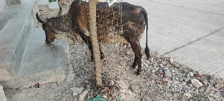 બીજી વેતર છે
