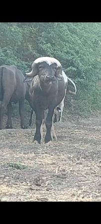 આ પાડો વેચવા નો છે