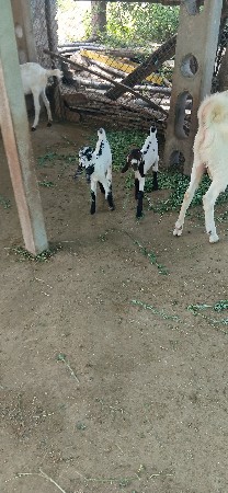 9898777132