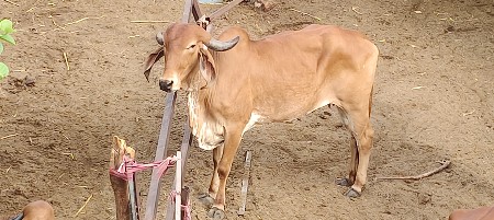 બને વોડકી વેચવાની છે