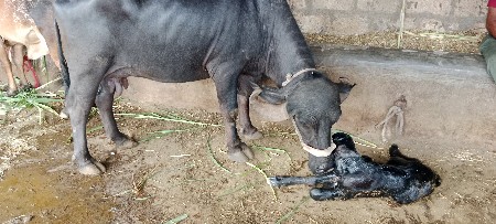પેલુવેતરભેશવેશવાનિછેબેદીવિયાલછે