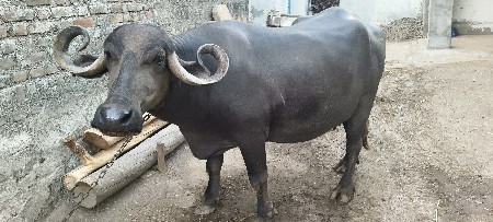 ભેંસ વેસવા ની સે
