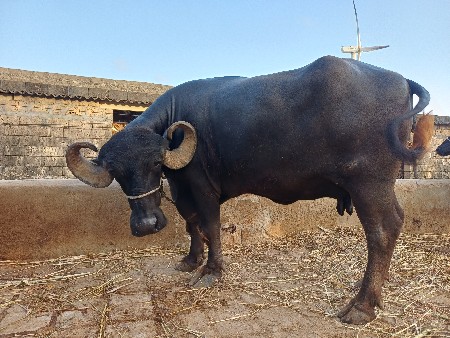 ભેંસ વેચવાની સે સાવ સૉજી સે