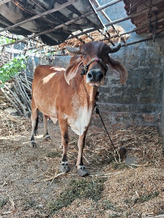 ગાય વેચવાની છે