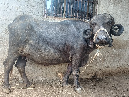 ખડેલી પેલું વેતર