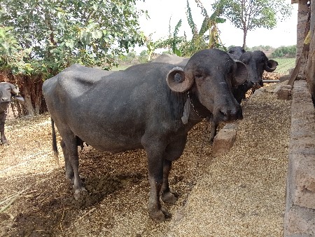 ભૅશવૅચવાનિછૅગાભણછૅ